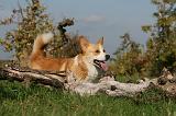 CORGI PEMBROKE 1016